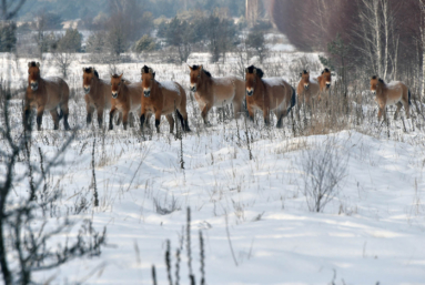 Tchernobyl: le mystère persistant des chevaux de Przewalski