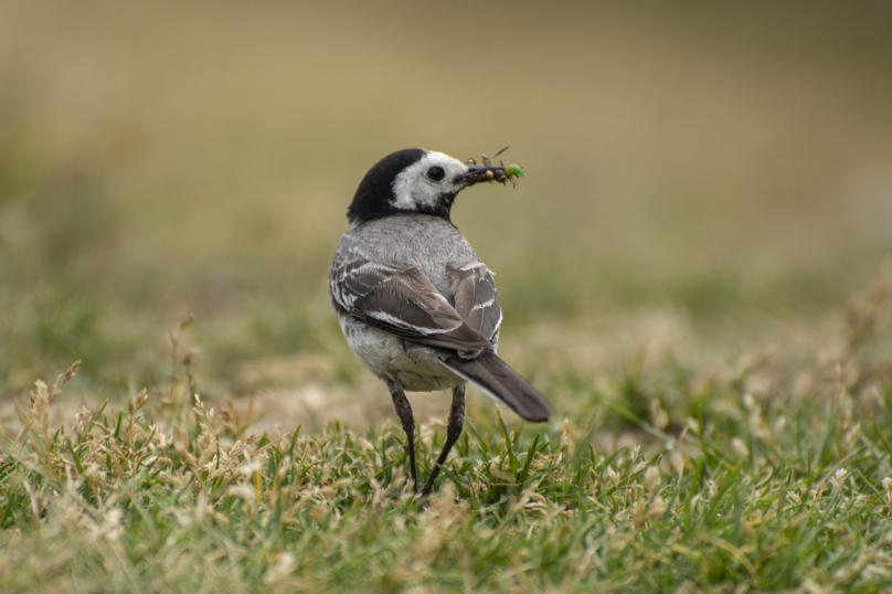 Le Printemps silencieux des oiseaux