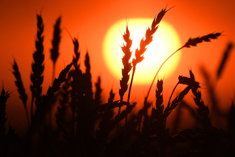 Climat : Inquiétante flambée des prix du blé