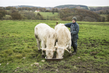 Un abattoir mobile pour une fin de vie à la ferme