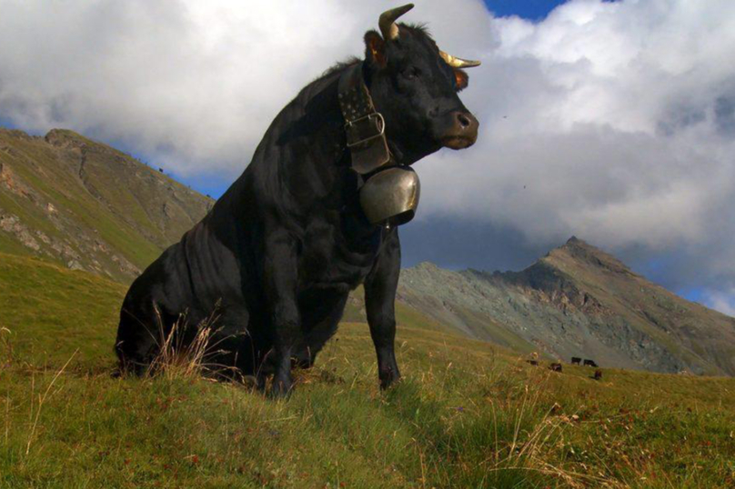 « Vedette » : Amitié bovine