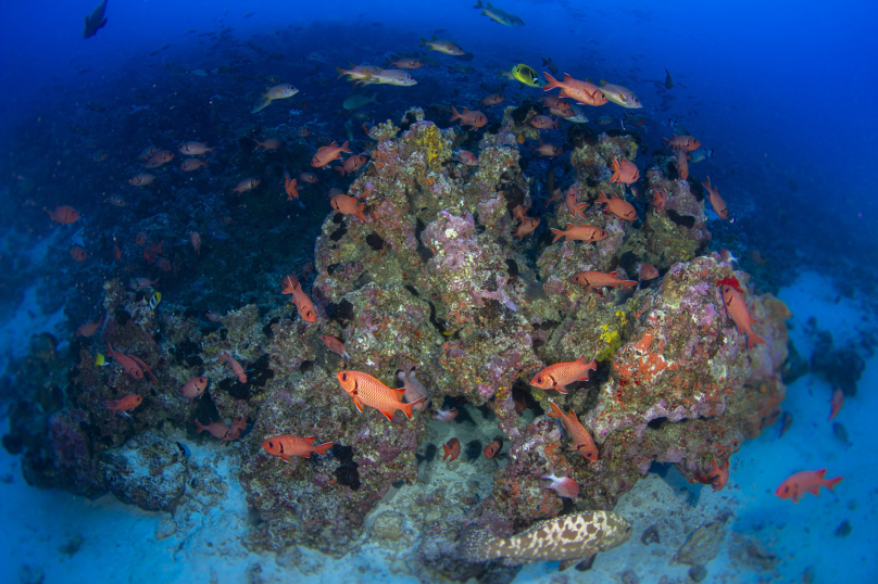 Sauver les fonds marins, pour notre survie