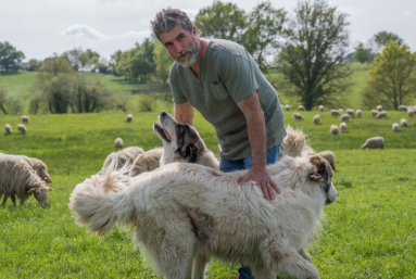 En Dordogne, les éleveurs anticipent le retour du loup