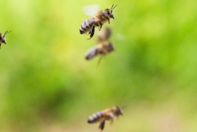 Un million de signatures européennes pour en finir avec les pesticides