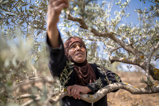 Olives amères en Palestine