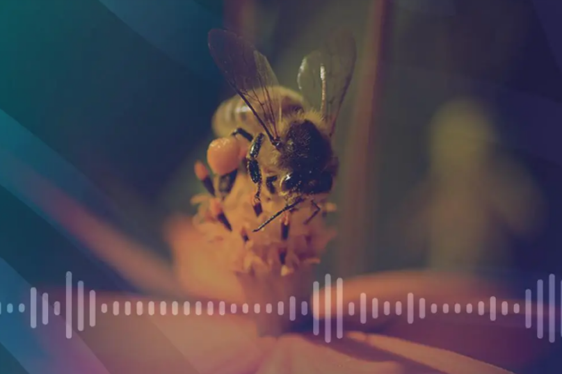 La nature dans les oreilles