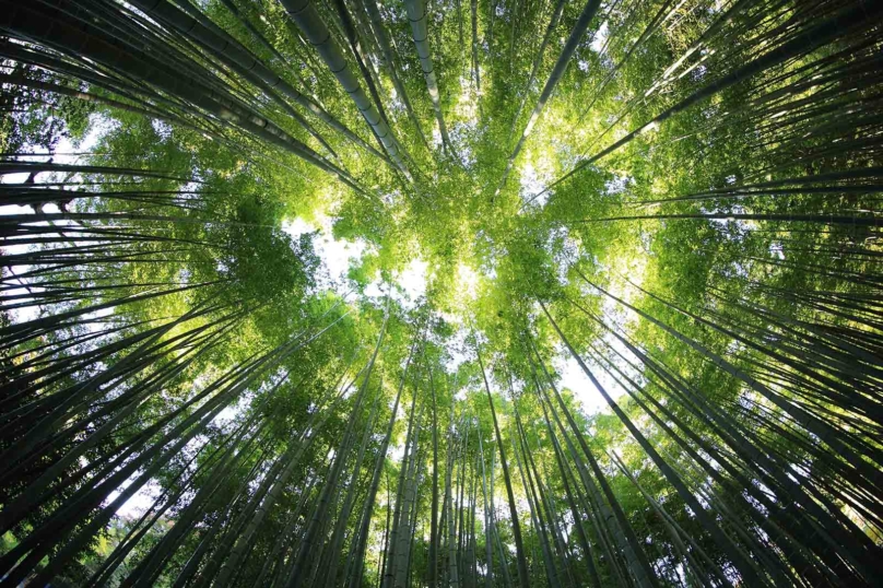 Agrocarburants contre forêt primaire