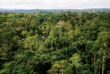 En Guyane, l’exploitation de la biomasse fait feu de tout bois