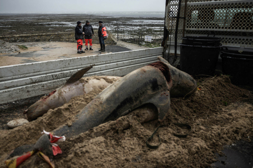 Dauphins en péril le long des côtes françaises