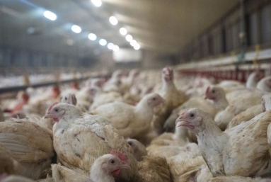 L214 dévoile la souffrance des poulets d’exportation