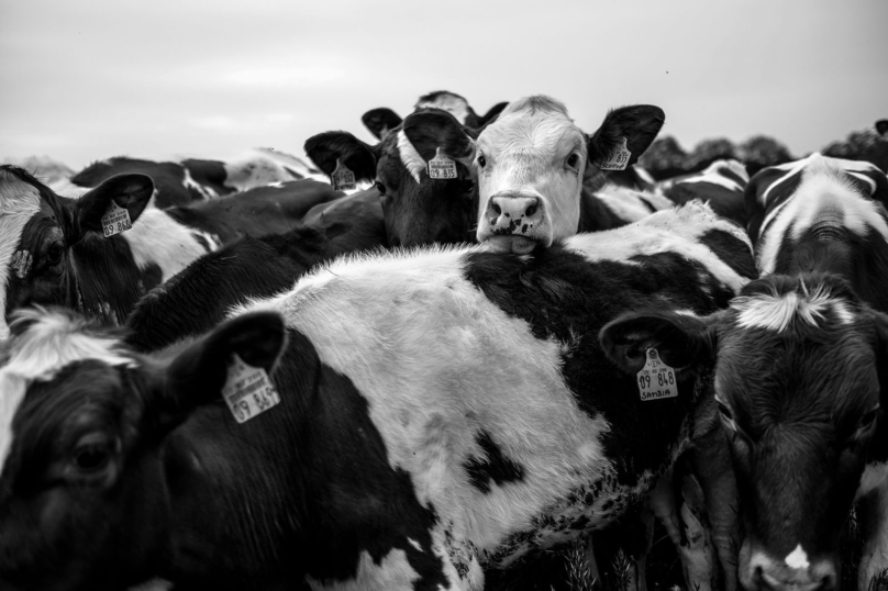 Une explosion tue 18 000 vaches au Texas
