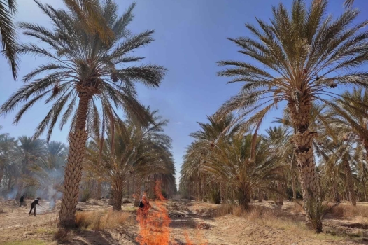 En Tunisie, l’oasis où la révolution fait datte