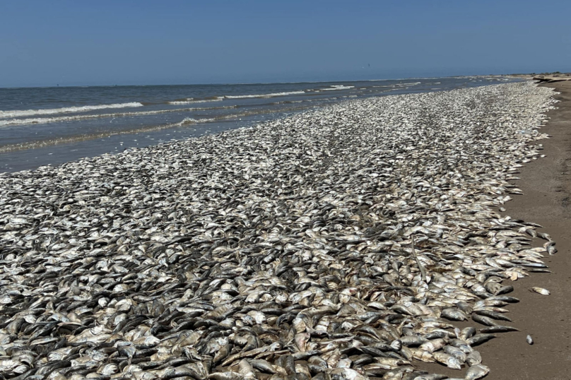 C’est la mort à la plage