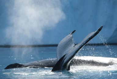 Bouffée d’oxygène pour les baleines