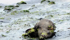 Un demi-siècle de déni politique