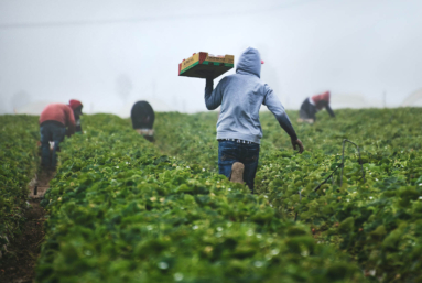 Secrets toxiques, une coalition à l’attaque des méthodes d’évaluation des pesticides