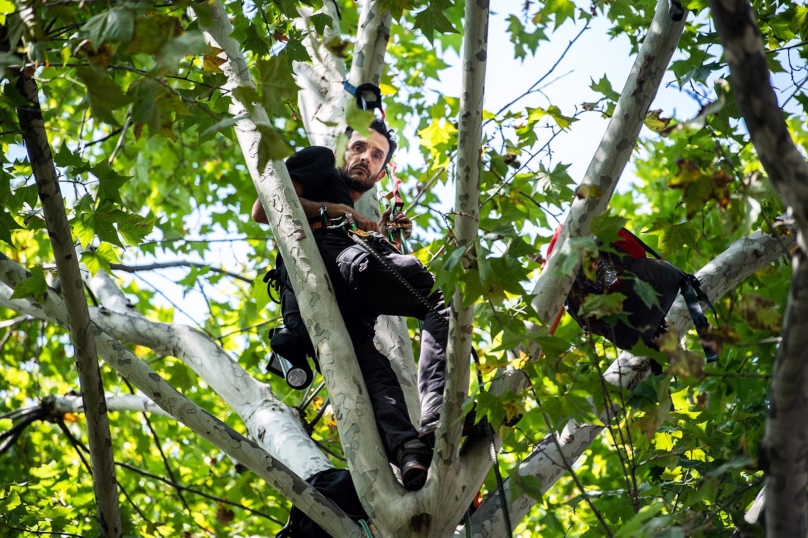 Thomas Brail, garde du corps des arbres