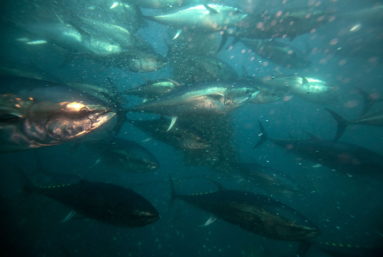 Petite victoire pour les fonds marins 