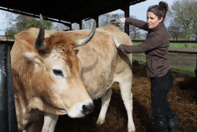 Au pays des barges, les vaches sont bien élevées