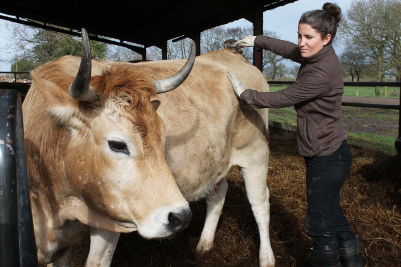 Au pays des barges, les vaches sont bien élevées