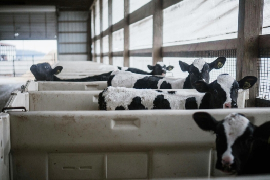 Limousin : la ferme-usine de la discorde