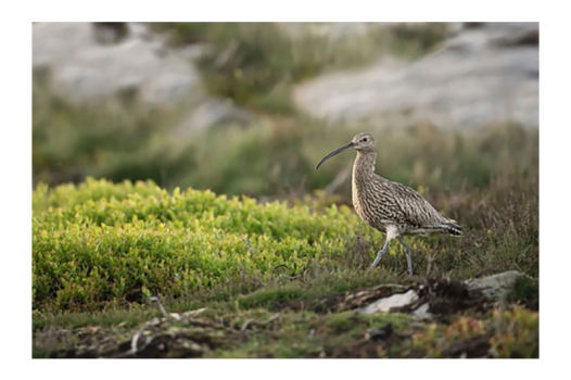 Le courlis à bec grêle n&rsquo;est plus