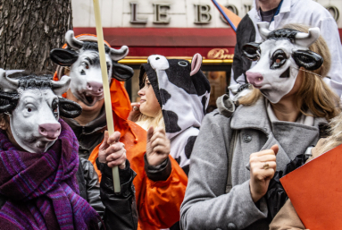 3 000 vaches pour 1 200 habitants : un projet absurde, à l’image de la politique agricole