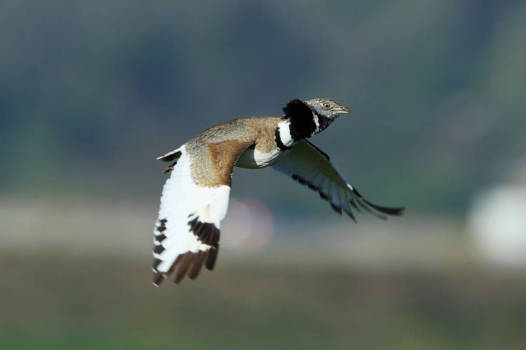 En bref : L&rsquo;outarde de l&rsquo;espoir contre les mégabassines ; la Cnil tacle Beauvau