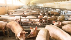 Agrobusiness : quand la « faim » justifie les moyens