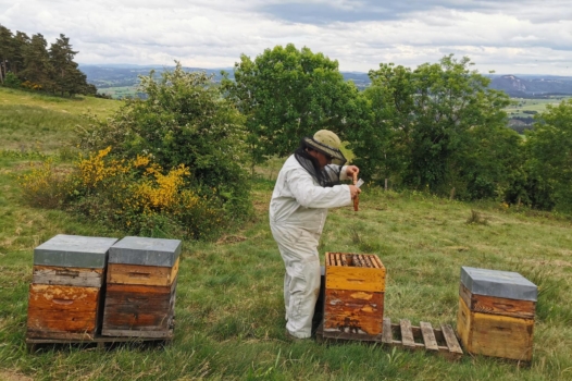En Haute-Loire, « la loi Duplomb est une vraie catastrophe pour nos abeilles »