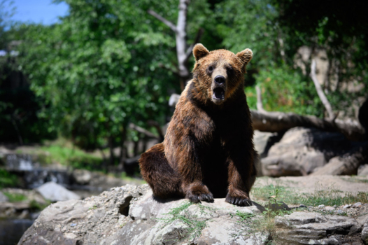 Faut-il prendre un ours comme généraliste ?