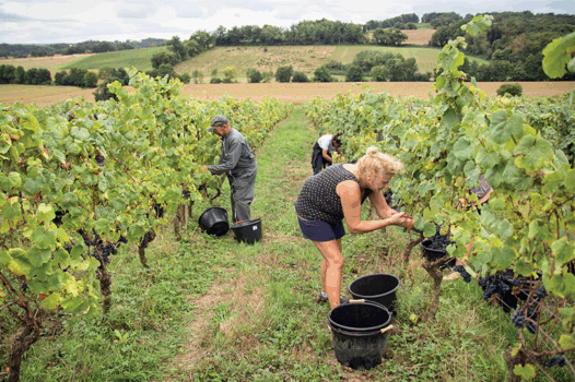 Les vendanges, nouvelle complémentaire retraite