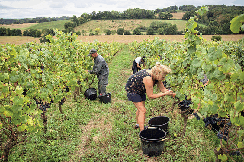 Les vendanges, nouvelle complémentaire retraite
