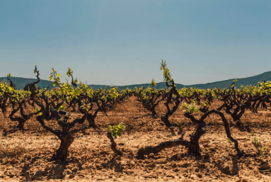 Les voisins des vignes sont surexposés aux pesticides