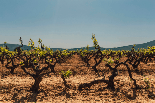 Les voisins des vignes sont surexposés aux pesticides