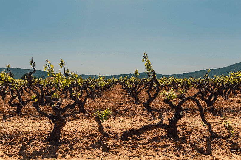 Les voisins des vignes sont surexposés aux pesticides