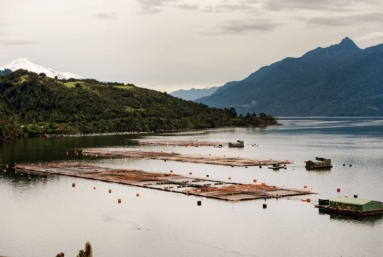 Chili : la Patagonie asphyxiée par ses saumons