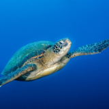 La tortue verte marine porteuse d’espoir