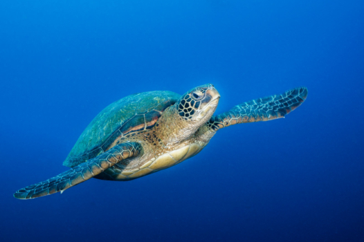 La tortue verte marine porteuse d’espoir