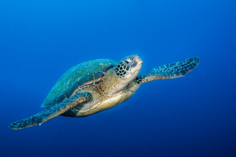 La tortue verte marine porteuse d’espoir