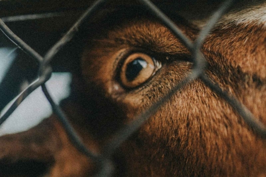 Pourquoi les droits des animaux interrogent notre humanité