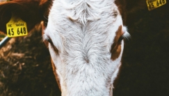 Mercosur : « L’histoire de ma famille et de la ferme a déjà été bouleversée par ces accords de libre-échange »