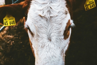 Libre-échange : l'inacceptable Mercosur