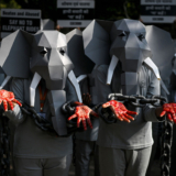 L’image : le business sanglant des « éléphants touristiques »