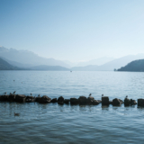 Annecy, lac toxique
