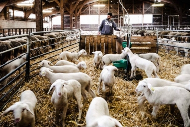 Agriculture : l'avenir est à la paysannerie