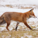 Des « nuisibles » pas si nuisibles