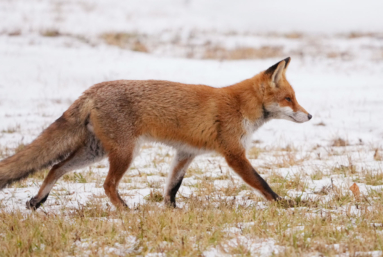 Des « nuisibles » pas si nuisibles