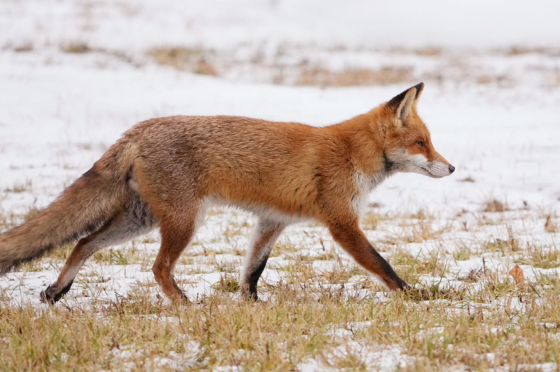 Des « nuisibles » pas si nuisibles