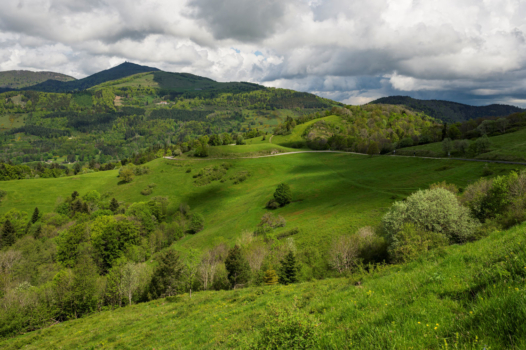 Tour de France : massacre à la tronçonneuse en Alsace